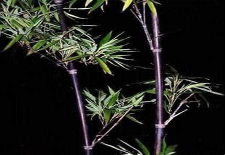 紫竹盆栽